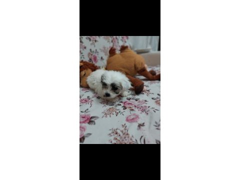 Terier malta maltese maltipoo sıfırboy