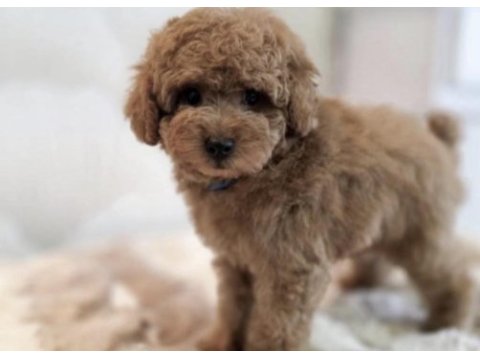 Toy poodle köpekleri