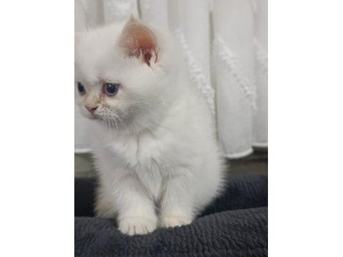 Secereli anne baba safkan british golden bebekler