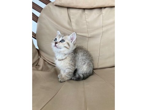 Scottish tabby dişi 2 aylık