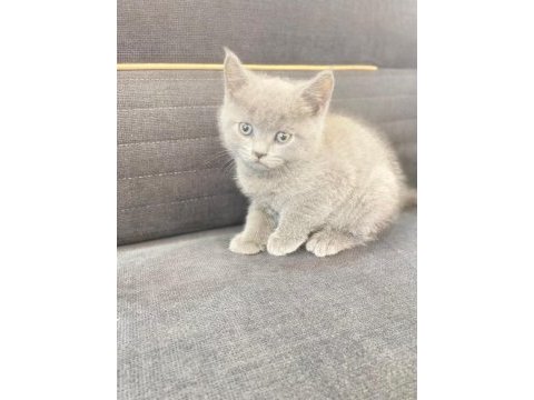 British shorthair orjinal