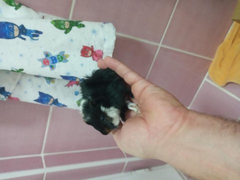 Ginepig yavrular
