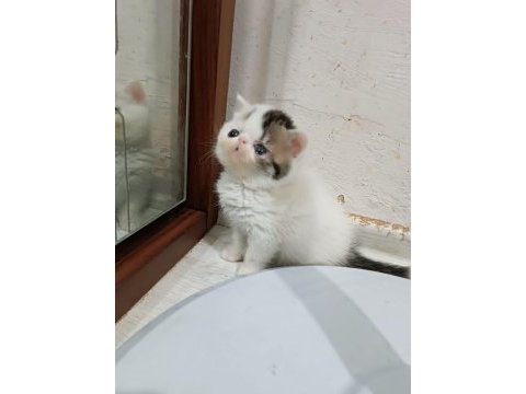 Exotıc shortair dişi