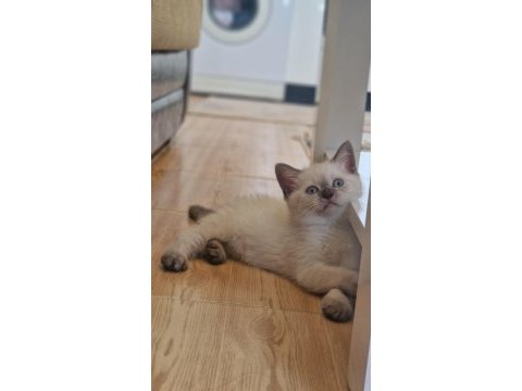 Erkek kedimiz