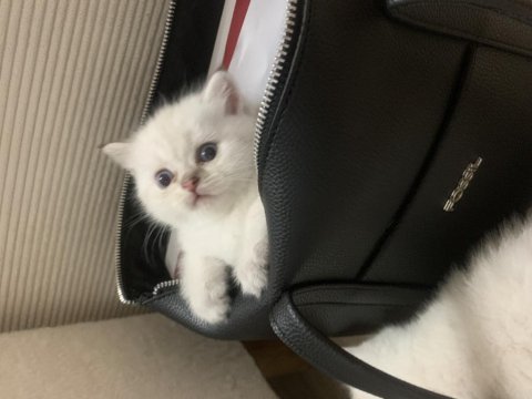Safkan erkek kedimiz yeni ailesini arıyor