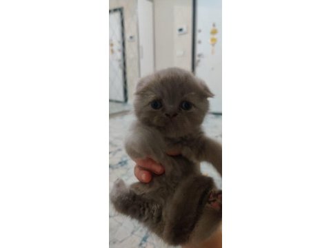 Kedilerimi sahiplendirmek istiyorum
