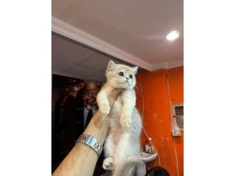Blue golden british shorthair