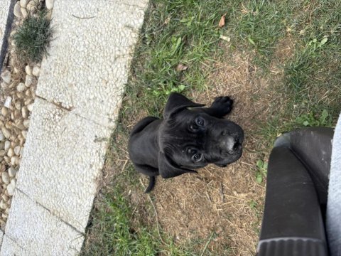 Cane corso safkan yavru