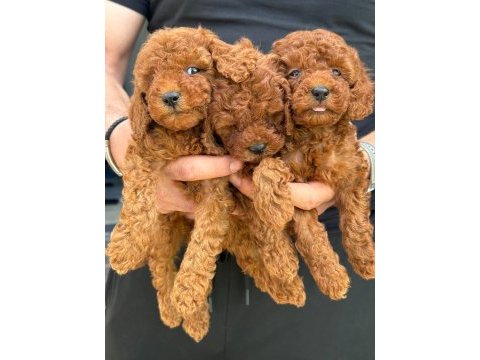 Poodle orjinal köpeğimiz