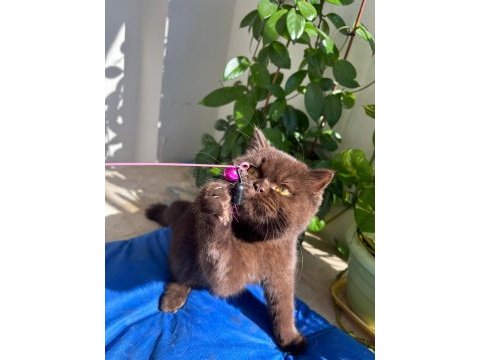 British shorthair chocolate bri b kodlu safkan
