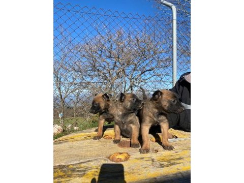 A kalitede belçika kurdu malinois