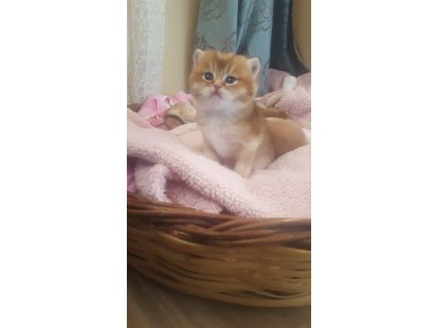 British shorthair erkek