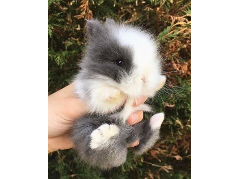 Yavru cüce tavşanlarım gün içi gönderim mevcut