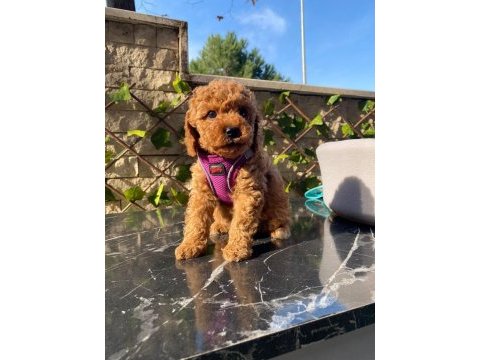 Pamuk gibi toy poodle yavrularım