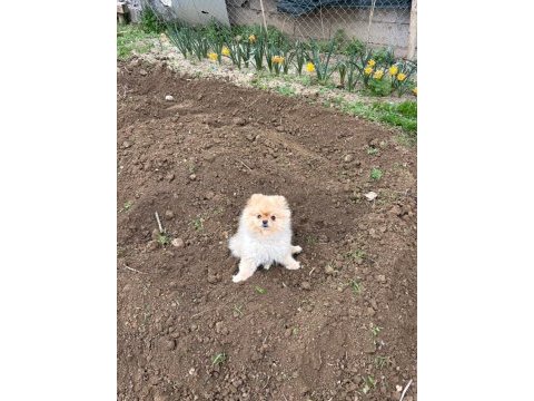 3 yaşında full evcil eğitimli ayı surat pomeranian