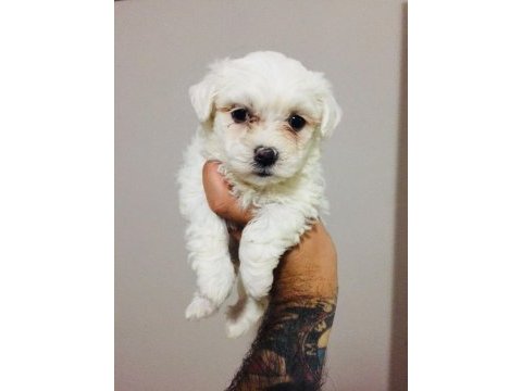 Güzel mi güzel maltipoo