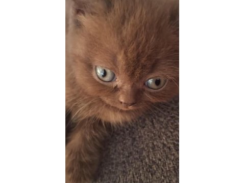 Scottish fold yavrularıma yeni yuva