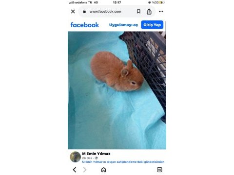 Hollanda teddy lop tavşan yavruları