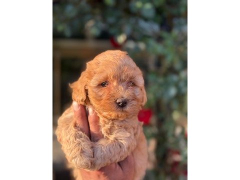 Maltipoo yavru