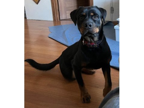 Sirius isimli rottweiler kızımızı sahiplendiriyoruz