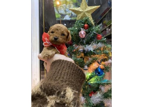 Yılbaşı çiçeklerimiz toy poodle bebekler