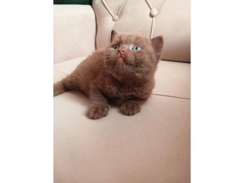 Safkan british shorthair cinnamon ve fawn