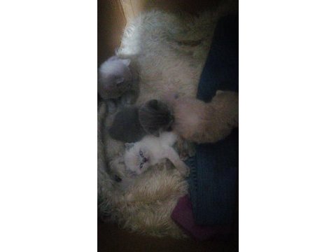 Scottish fold yavru antalya yeni
