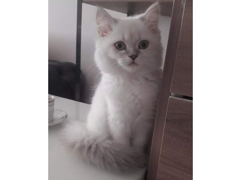 British longhair