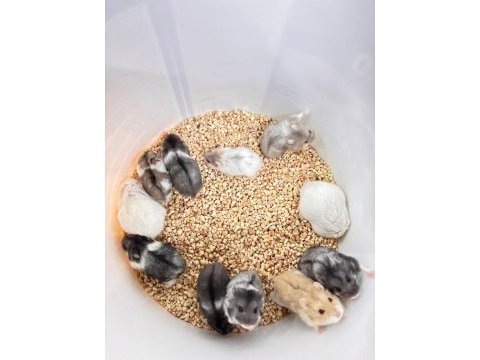 Özel renk gonzales hamster