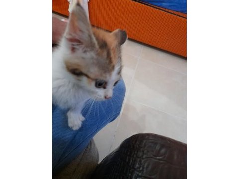 Sevimli kedi yavrusu
