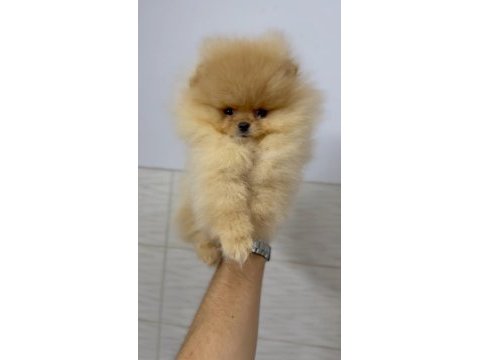 Taş gibi pomeranian boo bebeeeek