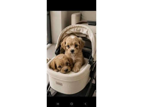 Maltipoo yavrular