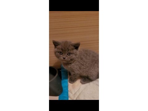 Top kafa ayıcık surat british shorthair