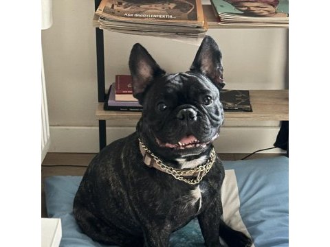 Evcil oyuncu sahiplenici bulldog dostumuza acil yuva