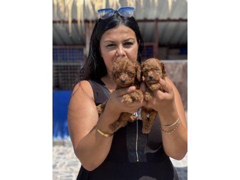 Ufacık kore poodle yavrularım