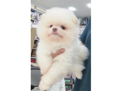 Teddy pomeranian boo