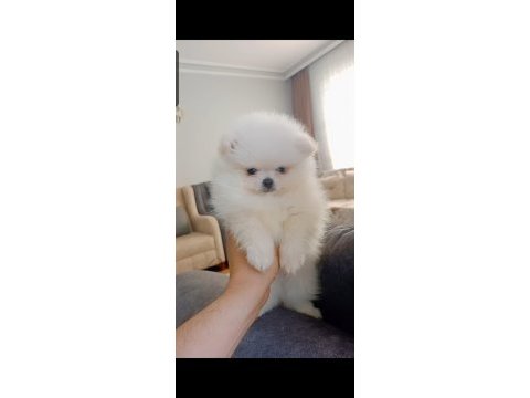 Pomeranian boo köpeğimiz