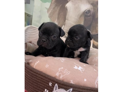 Irk ve sağlık garantili french bulldog bebekler