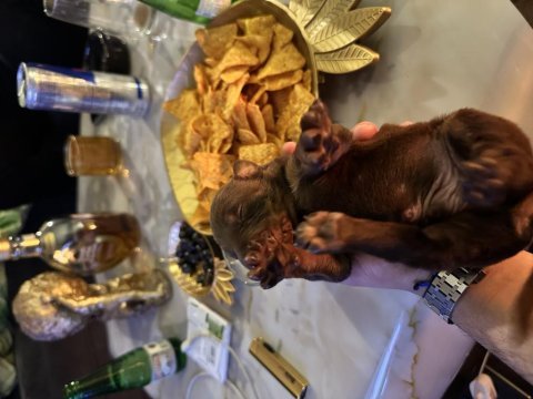Safkan kızıl doberman yavruları