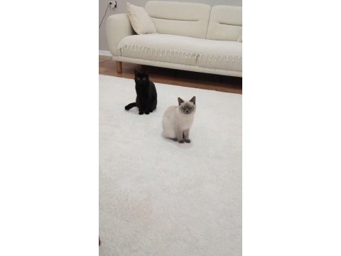 1 tane british shorthair 1 tane british longhair