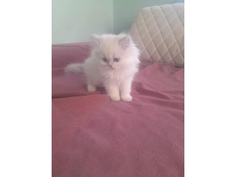 Orjinal british longhair erkek yavru iki aylık antalya