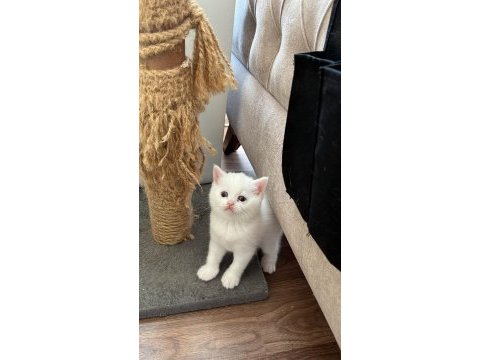 British shorthair kardeşler