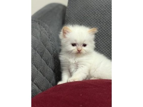 Kar topu iran kedileri