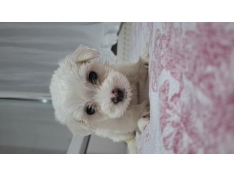 2 aylık sevimli kartopu maltipoo oğlum