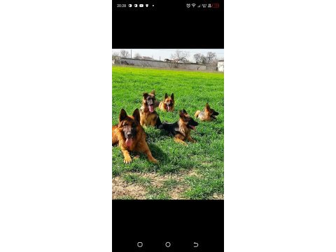 Az insan bol huzur 1 köpek çok keyif alman kurdu
