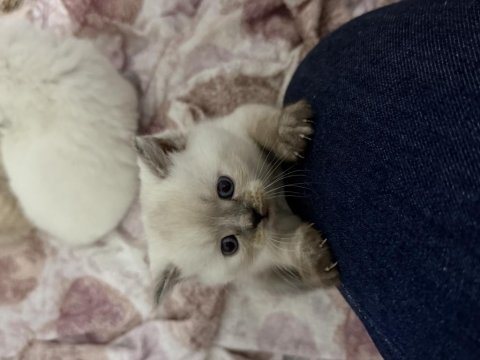 40 günlük british shorthair kırması yavrular