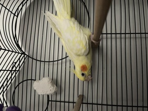 2 yaşında dişi sultan papağanı