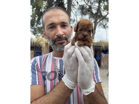 Kore poodle köpeği