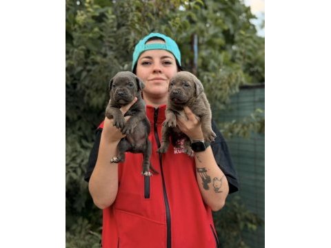 Cane corso kalite yavrular ailelerinş bekliyor