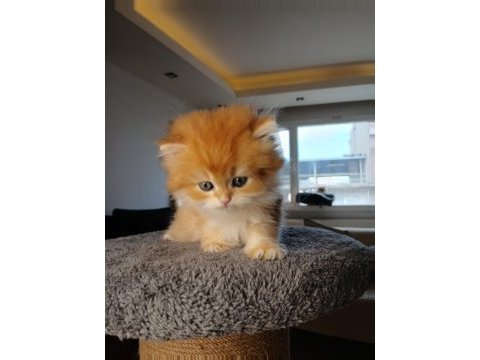 Show kalite full şecereli ny 12 british longhair